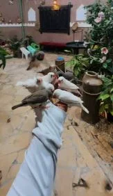 Al Riyan Birds Garden