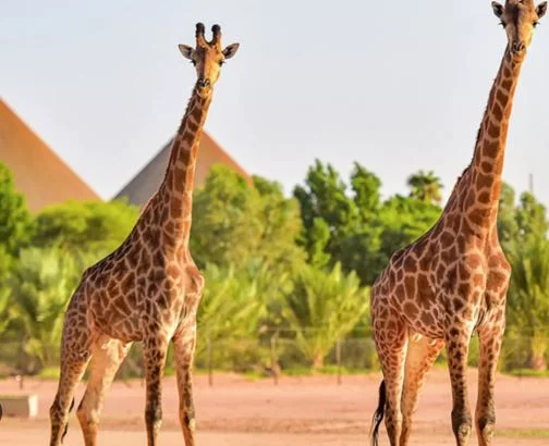 Riyadh Zoo