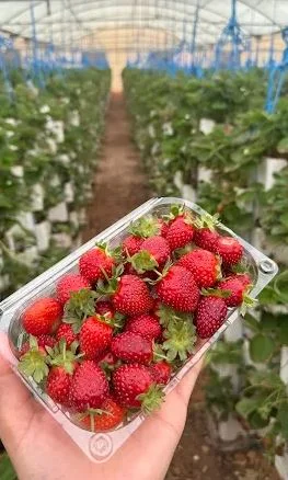 Strawberry Garden